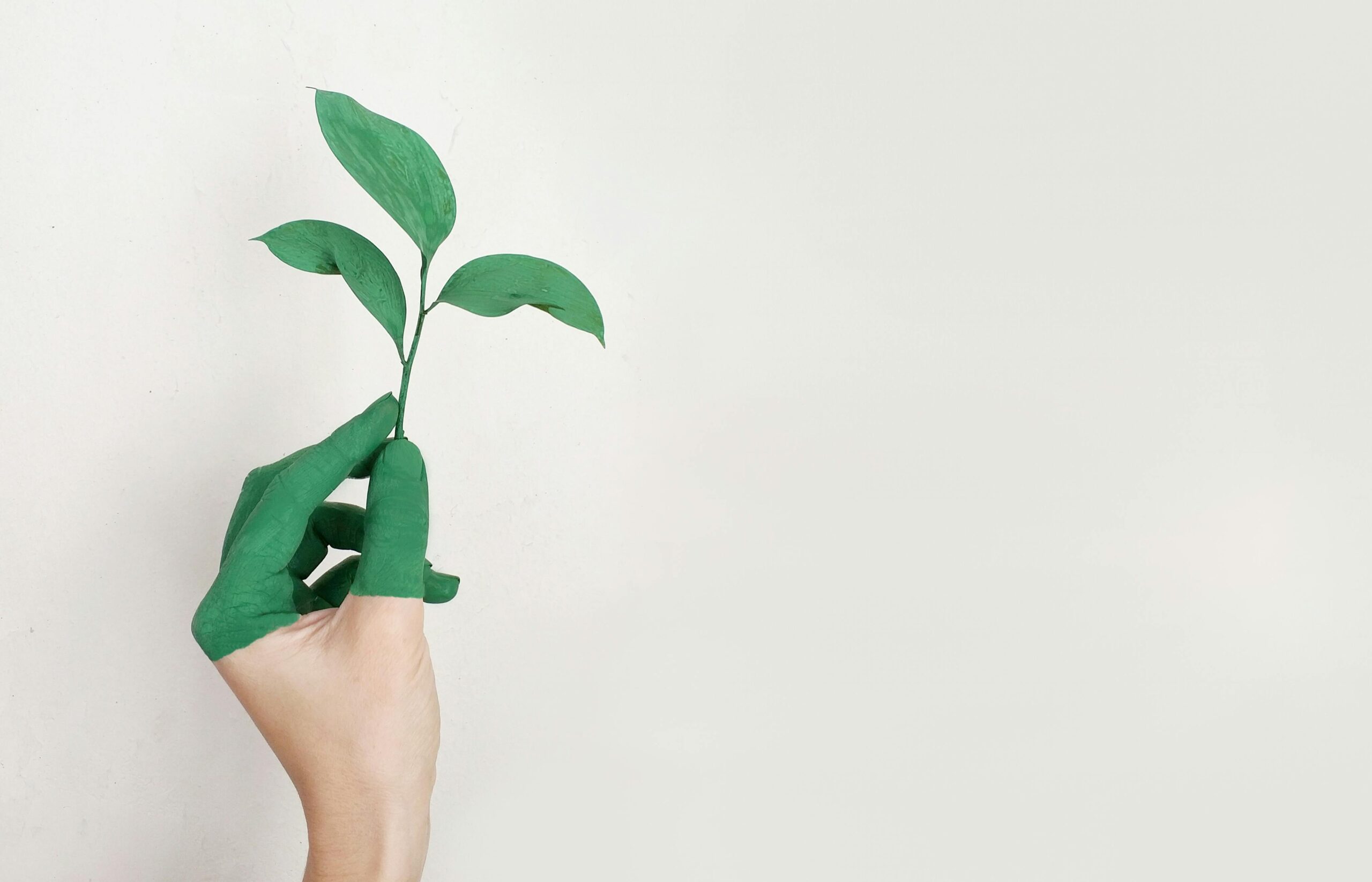 Image of a hand holding a blooming 3 leaf flower to showcase energy solutions.