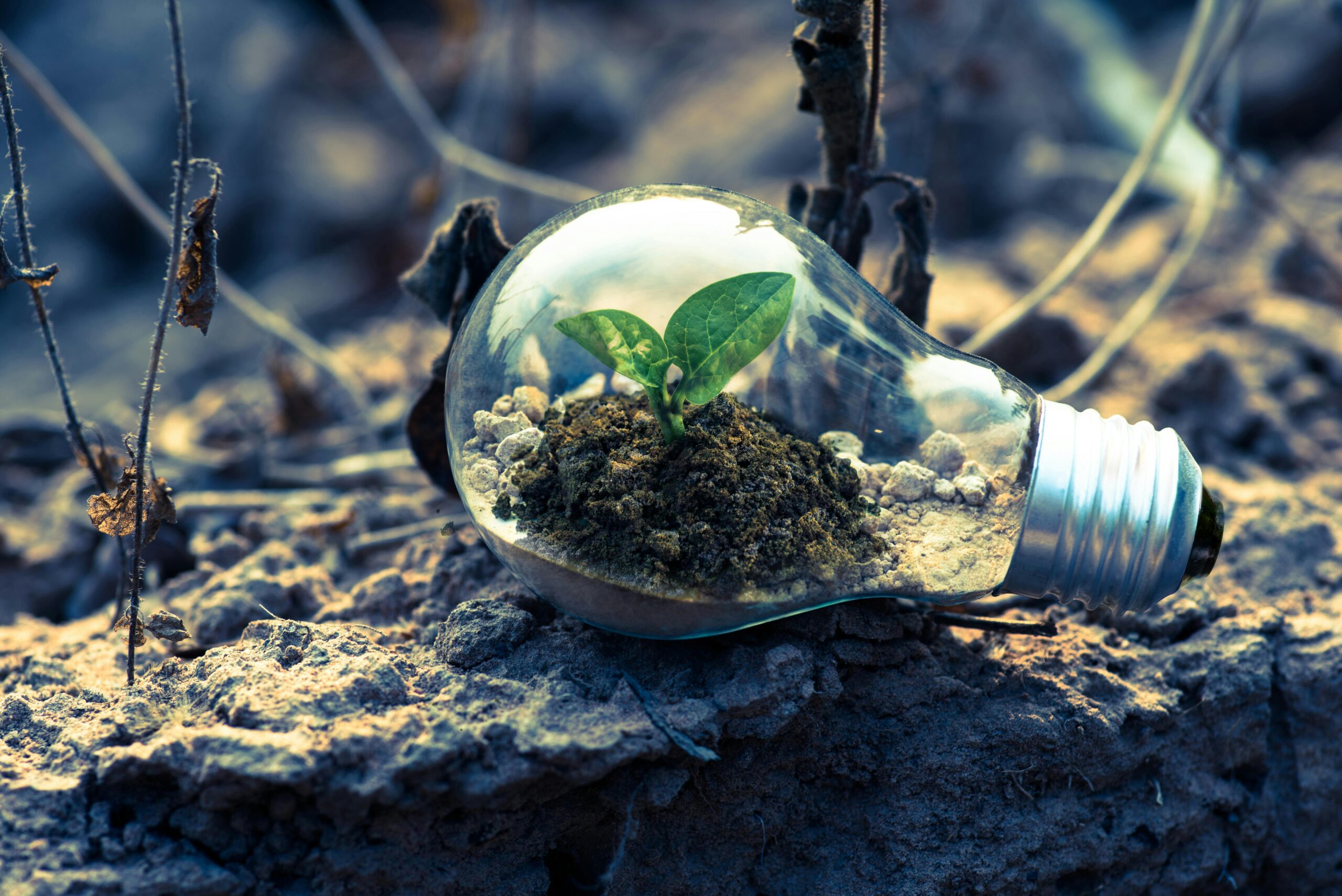 This image shows energy-efficient lighting solutions in the form of a lightbulb with a growing plant within it to showcase a brighter future